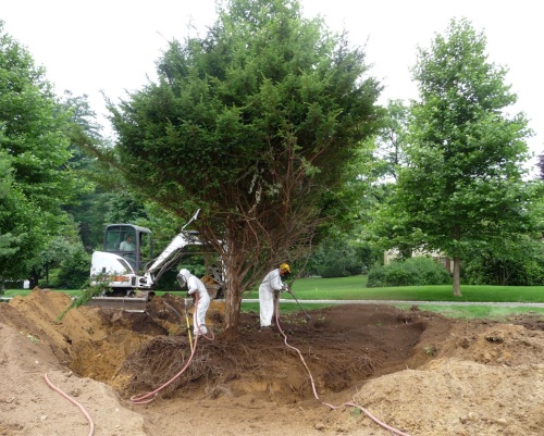 The Bobcat has dug a trench, and the Foti crew is blowing soil into it. Note that the Yew's branches have been tied up to keep them out of the way.