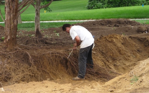 Pigtailing the roots -- tying them in long bundles -- helps keep them protected and out of the way.