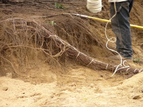 Twine holds the pigtails together; when the plant is ready to move, twine can also be used to tie the pigtails back to the trunk, to keep them from dragging during transport.