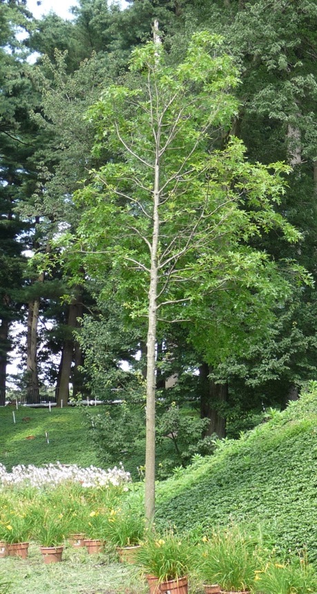 Conventionally planted pin oak, planted at the same time as the first tree, showing signs of stress